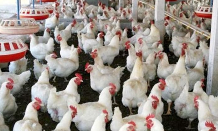 البرد القارس عدو الدجاج ومربيه .. إنخفاض في أسعار الدجاج بأسواق غزة